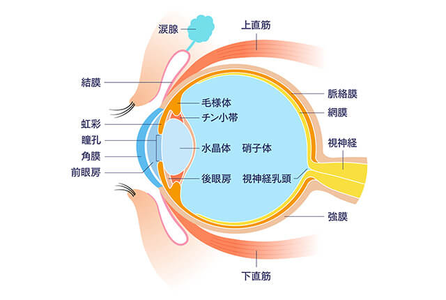 目の説明図